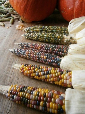 DROXTY ® VXL-276 Glass Gem Native Corn - Cherokee Heirloom Premium Seed Seed(30 per packet)