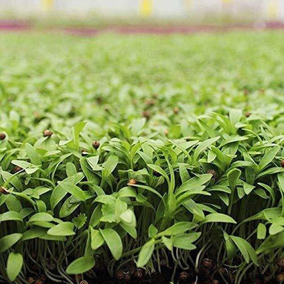DROXTY Coriander Seed(50 per packet)