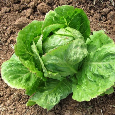 CYBEXIS LETTUCE Seed(1000 per packet)