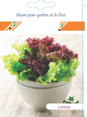 Biosnyg LETTUCE ICEBERG IMPROVED QUALITY SEEDS 20gm Seeds Seed(20 g)
