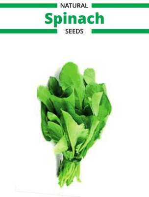 VibeX ® XL-39 Palak Seeds Spinach Vegetable-500 Seeds Seed(500 per packet)