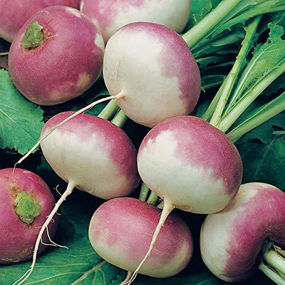 VibeX ® XLS-242 Seeds Hybrid Turnip Purple Top Seed(50 per packet)