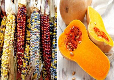 VibeX ™ VXL-999 Colourful Rainbow Corn and Squash Waltham Butternut Seeds Seed(40 per packet)