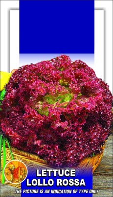 VibeX ® VXI-389 Lettuce seeds Iceberg Great Lakes Seed(50 per packet)