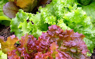 VibeX ™ VXI-316 Leafy Lettuce Seeds Combo-Grand Rapids and Lollo Rosso Seed(70 per packet)