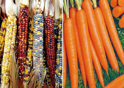 VibeX ® VXL-920 Colourful Rainbow Corn and Carrot Shin Kuroda Seeds Seed(50 per packet)