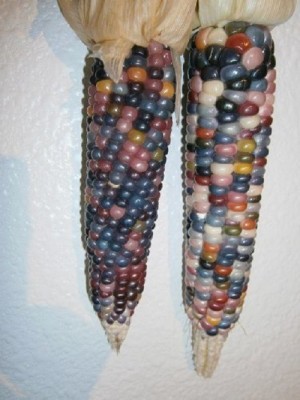 ActrovaX Native Corn - Cherokee Heirloom Premium Seed [125gm Seeds] Seed(125 g)