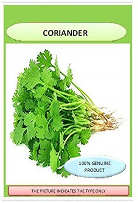 VibeX ™ XLL-304 Improved Coriander Seeds (Yellow)-100 x Seeds Seed(100 per packet)