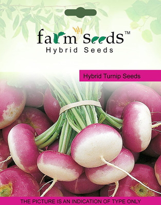 CYBEXIS SEEDS Hybrid Turnip Purple2000 Seeds Seed(2000 per packet)