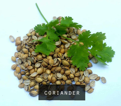 DROXTY CORIANDER Seed(20 per packet)