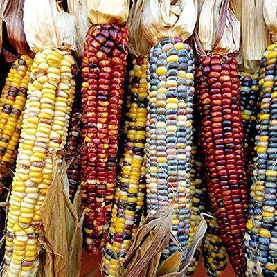 ActrovaX Organic RAINBOW CORN [2000 Seeds] Seed(2000 per packet)