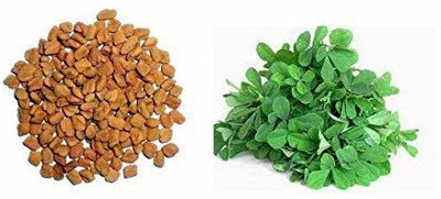 VibeX ™ VXI-294 Leafy Vegetables Seeds : Methi Seeds Seed(120 per packet)