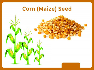 ActrovaX Bran Corn(Maize) [2000 Seeds] Seed(2000 per packet)