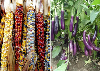 VibeX Colourful Rainbow Corn and Purple Long Brinjal Seeds Seed(100 per packet)