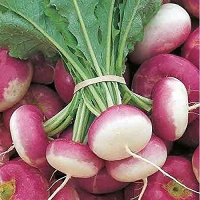 VibeX ™ XLS-339 Purple Top Seeds - Turnip Purple Seeds Seed(500 per packet)