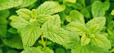 VibeX Mint Seed(20 per packet)
