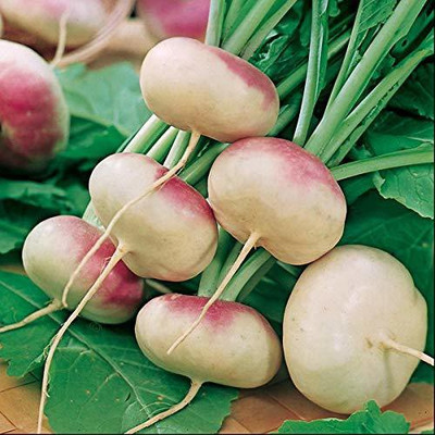 MKR Enterprises Shaljam Seed(125 per packet)