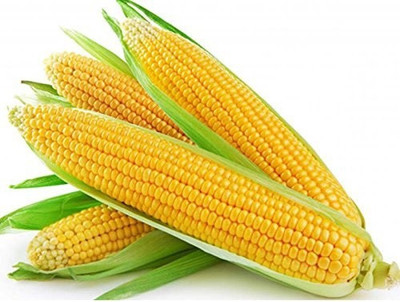 ActrovaX Sweet Corn Hybrid Variety [2000 Seeds] Seed(2000 per packet)