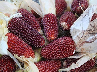 VibeX ® VXL-680 Imported Hybrid Strawberry Corn Seeds Seed(100 per packet)