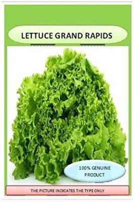 VibeX ™ VXI-276 Lettuce Lollarossa 1 packet seeds Seed Seed(30 per packet)