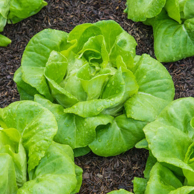 VibeX ™ VXI-180 ICEBERG LETTUCE ORGANIC F1 HYBRID SEEDS SALAD LEAVES Seed(125 per packet)