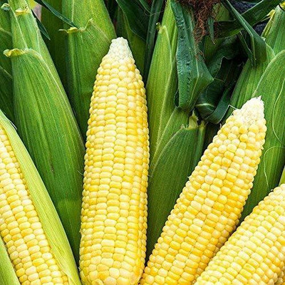 WILLVINE HAR -VIII F1 Hybrid HQPM-2022 Corn -[1Kg] Seed(4000 per packet)