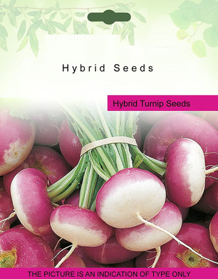 VibeX ™ XLS-39 Turnip Purple TOP seeds Seed(500 per packet)