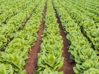 CRGO Lettuce ™ Seeds -VXI-170 Seed(10 per packet)