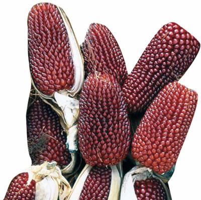 VibeX ™ VXL-821 Strawberry Corn Seeds Seed(250 per packet)