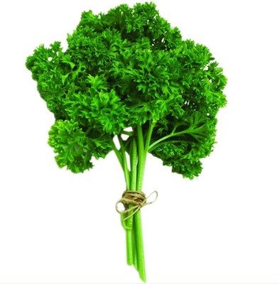 VibeX ™ GXL-81-Treated Organic Parsley Seeds Seed(5 per packet)