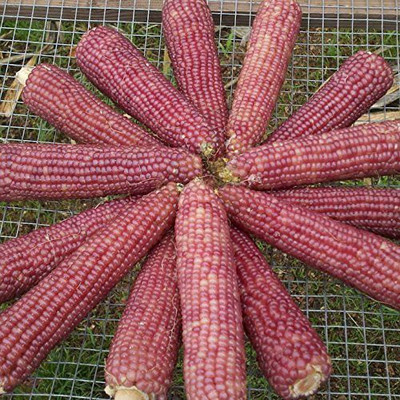 VibeX ™ VXL-783 Rare Pink Corn Ornamental Tropical Fruit Cereals Seeds Seed(30 per packet)