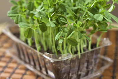 VibeX ™ VXI-202 Dipani Seeds - Methi Fenu Greek Seed(60 per packet)