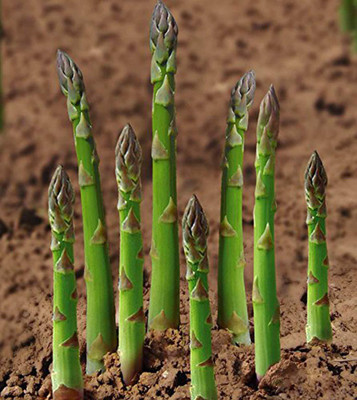 WILLVINE Shatavari Seeds/Asparagus Racemosus Seeds Seed(100 per packet)