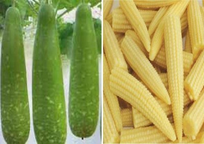 ActrovaX Bottle Gourd (Dhari Loki) and Baby Corn [4000 Seeds] Seed(4000 per packet)