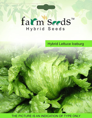 Biosnyg SEEDS Hybrid Lettuce Iceburg 1 Packet Seeds 5000 Seeds Seed(5000 per packet)
