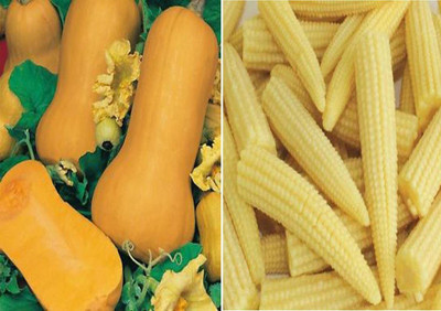 VibeX ™ VXL-1349 Squash Waltham Butternut and Baby Corn Seeds Seed(35 per packet)