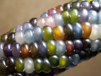 VibeX ® VXL-58 Glass Gem Indian Corn Heirloom Seed Seed(175 per packet)