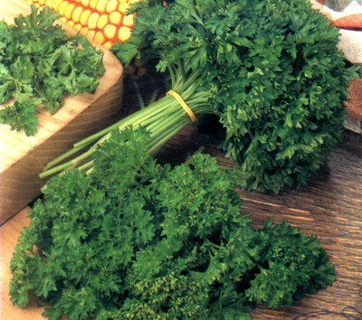 VibeX ™ GXL-197-Parsley Forst Curled Seeds Seed(80 per packet)