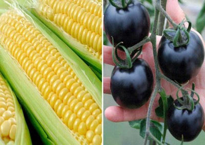 VibeX ™ VXL-1081 F1 Hybrid Sweet Corn and Purple Cherry Tomato Seeds Seed(125 per packet)