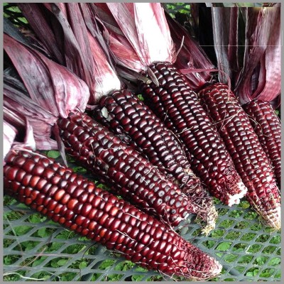 Biosnyg Hybrid Red Corn (maize) Traditional Seeds 250 Seeds Seed(250 per packet)