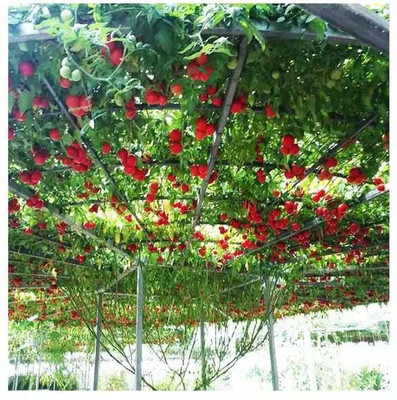 gorgeous moment tomato Seed(40 per packet)