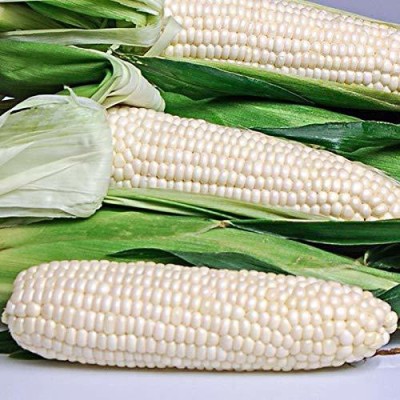 VibeX ™ VXL-139 Sweet Corn Seeds -EDEN WHITE - Hybrid Sweet Tasting Corn Seed(200 per packet)