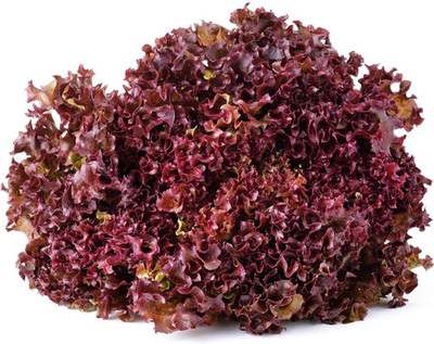 Aywal Round Lettuce Iceberg Vegetable Seed(300 per packet)