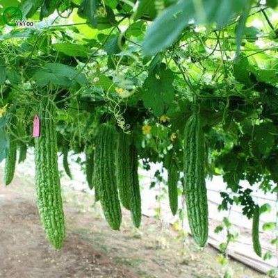 sporos BITTER GOURD Seed(30 per packet)