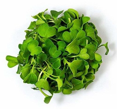 VibeX ® XLL-172 Kale Brassica (Green Brassica Leaf) Microgreen Seeds Seed(40 per packet)