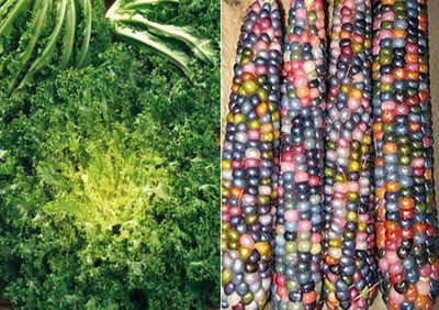 ActrovaX Endive Riccia Cuore DI Oro and Rainbow Corn [2000 Seeds] Seed(2000 per packet)