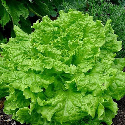 VibeX ™ VXI-438 LETTUCE RAPIDS SEEDS Seed(175 per packet)