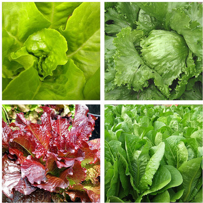 CYBEXIS Exotic Lettuce Seeds Combo - 4 Varities Seed(10 g)