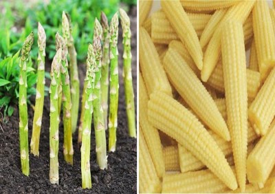 ActrovaX Asparagus UC 157 and Baby Corn [500 Seeds] Seed(500 per packet)