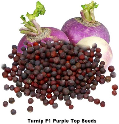 Biosnyg Pack Of Turnip F1 Purple Top Seeds 2500 Seeds Seed(2500 per packet)